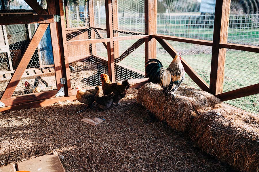 Four chickens inside an enclosure