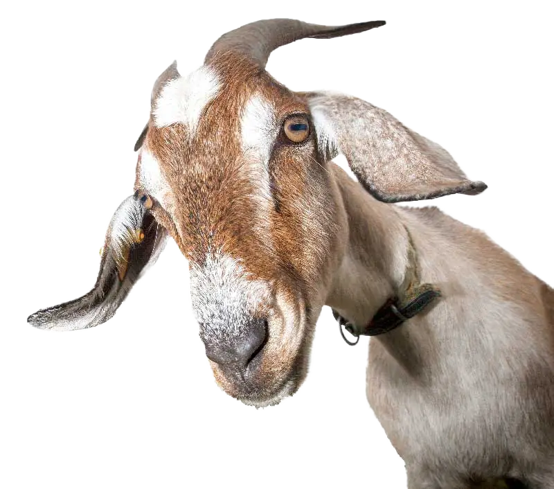 goat-cutout