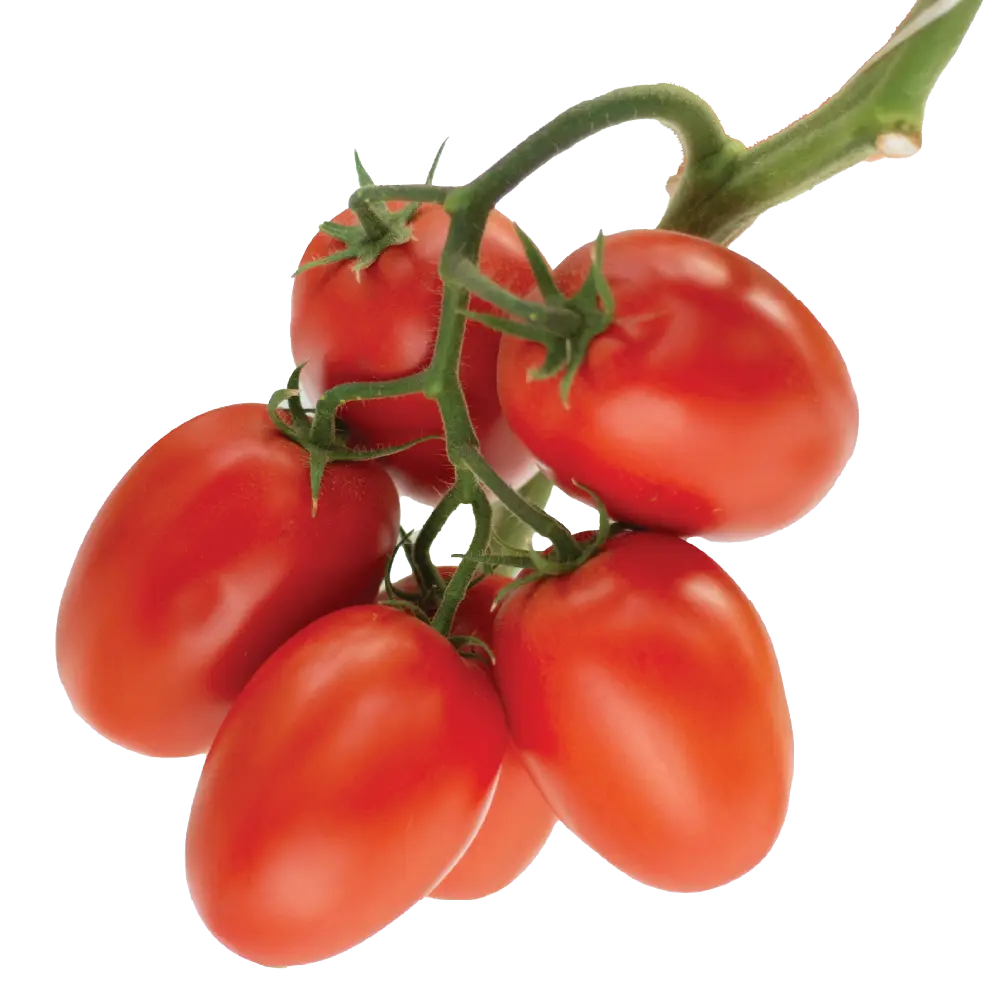 fruit-02